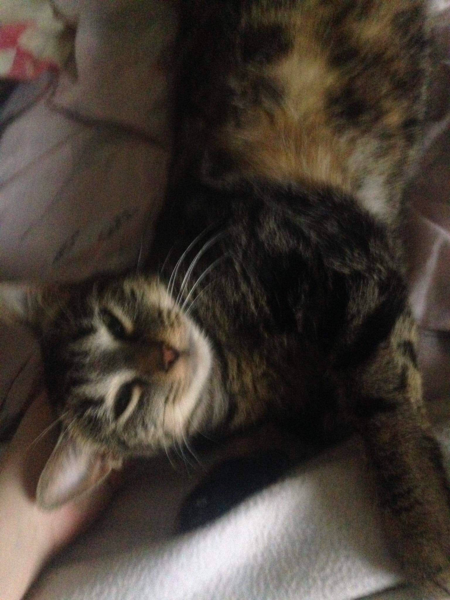 Ohana Kum participe au concours pour gagner de l'argent avec cette photo : american_curl, american_shorthair, asian, carnivore, cat, domestic_short_haired_cat, dragon_li, european_shorthair, felidae, fur, kitten, maine_coon, nap, norwegian_forest_cat, pixie_bob, polydactyl_cat, sleep, small_to_medium_sized_cats, tabby_cat, whiskers