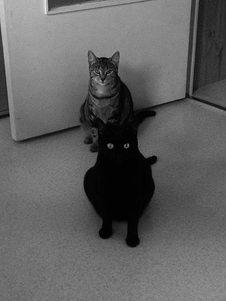 Ohana Kum participe au concours pour gagner de l'argent avec cette photo : asian, black, black_and_white, black_cat, bombay, carnivore, cat, domestic_short_haired_cat, european_shorthair, eye, felidae, floor, fur, kitten, korat, polydactyl_cat, small_to_medium_sized_cats, snout, tail, whiskers