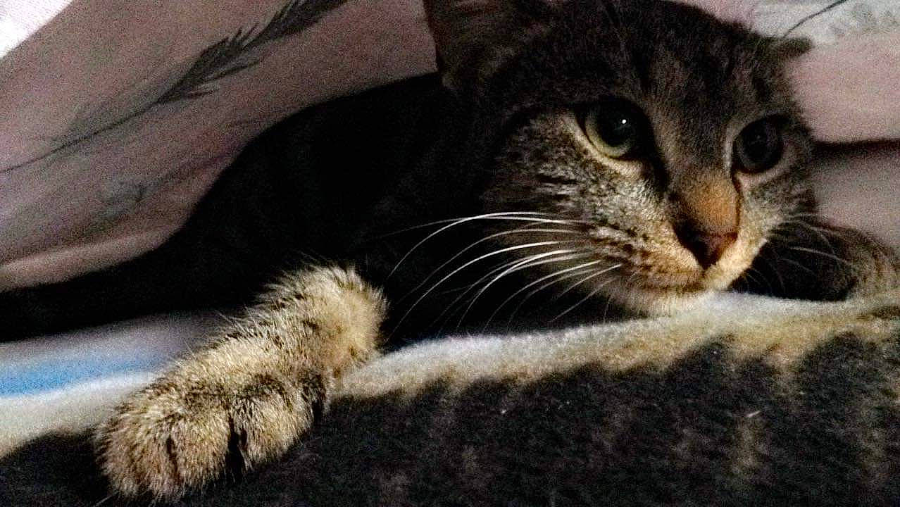 Ohana Kum participe au concours pour gagner de l'argent avec cette photo : american_curl, american_shorthair, asian, carnivore, cat, claw, domestic_short_haired_cat, dragon_li, european_shorthair, felidae, fur, kitten, mammal, oriental_longhair, paw, polydactyl_cat, small_to_medium_sized_cats, snout, tabby_cat, whiskers