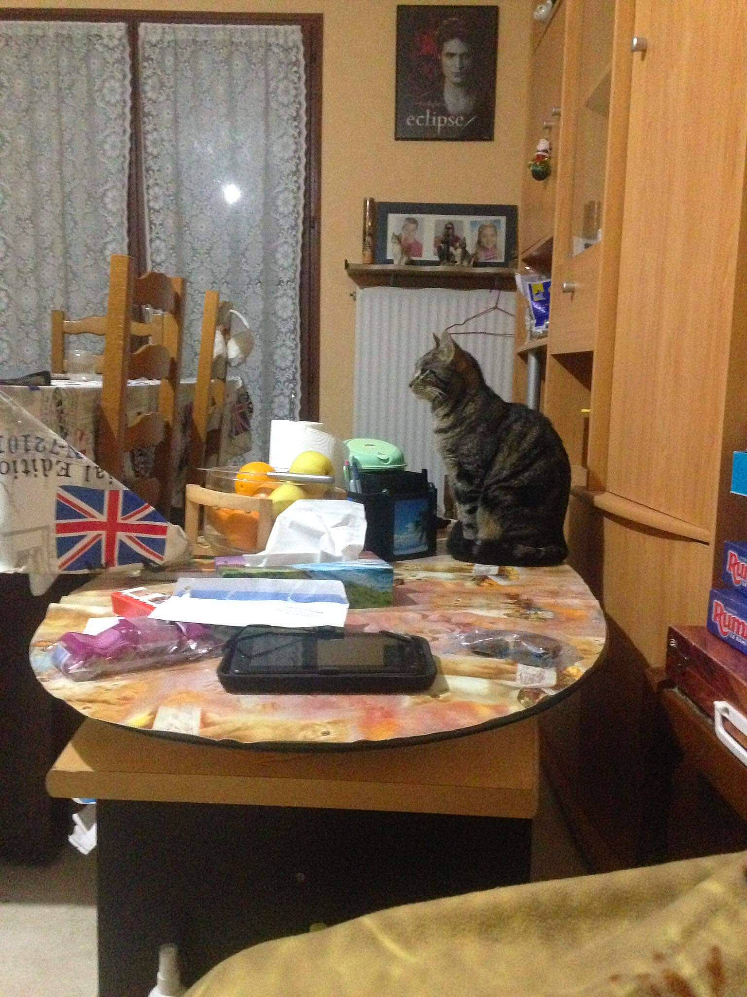 Ohana Kum a rejoint le concours — aidez-le/la à gagner de superbes lots ! cat, desk, felidae, furniture, home, house, interior_design, living_room, room, small_to_medium_sized_cats, table, whiskers