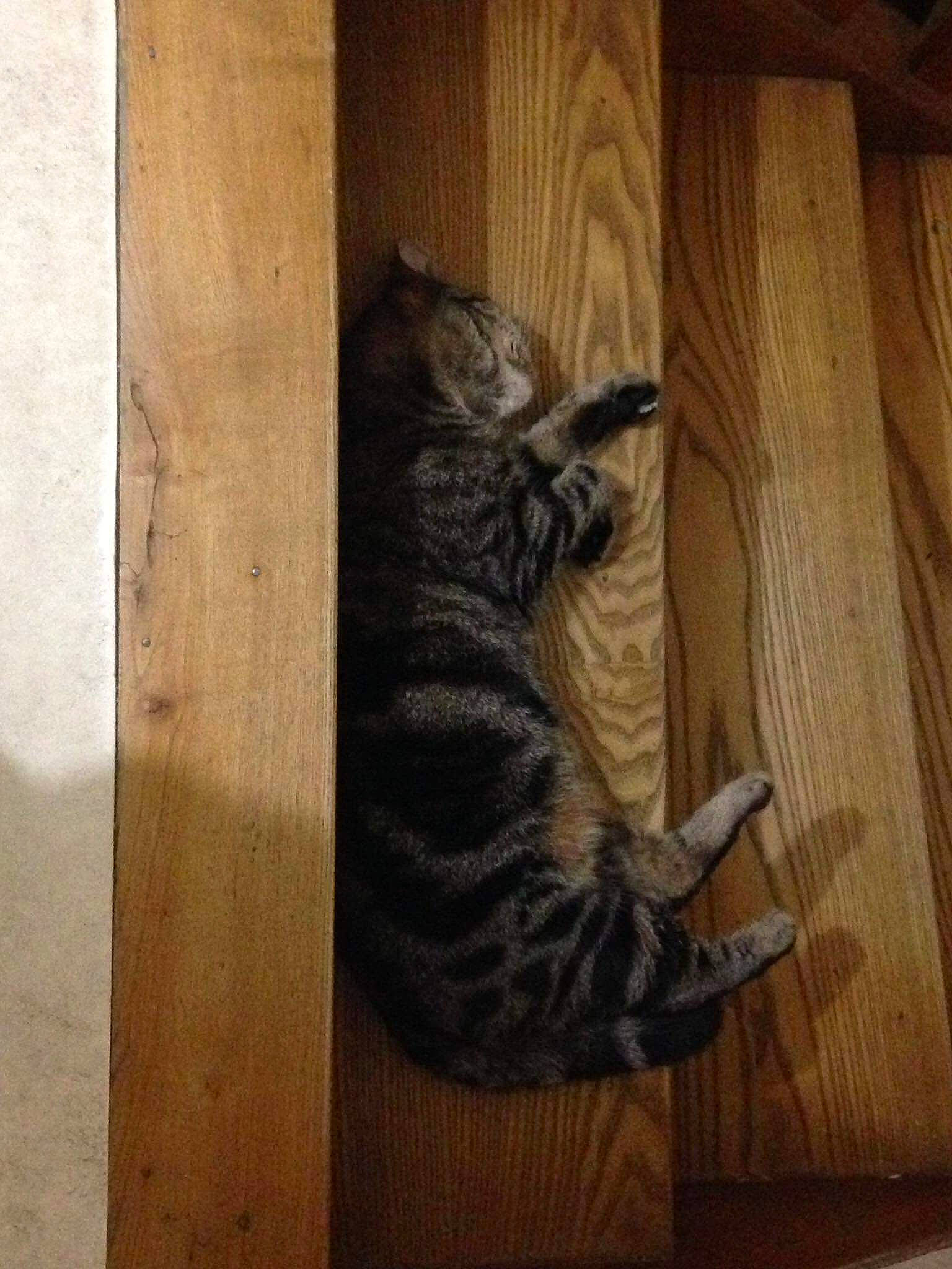 Ohana Kum participe au concours pour gagner de l'argent avec cette photo : american_shorthair, carnivore, cat, domestic_short_haired_cat, dragon_li, egyptian_mau, european_shorthair, felidae, kitten, ocicat, small_to_medium_sized_cats, tabby_cat, tail, whiskers, wood