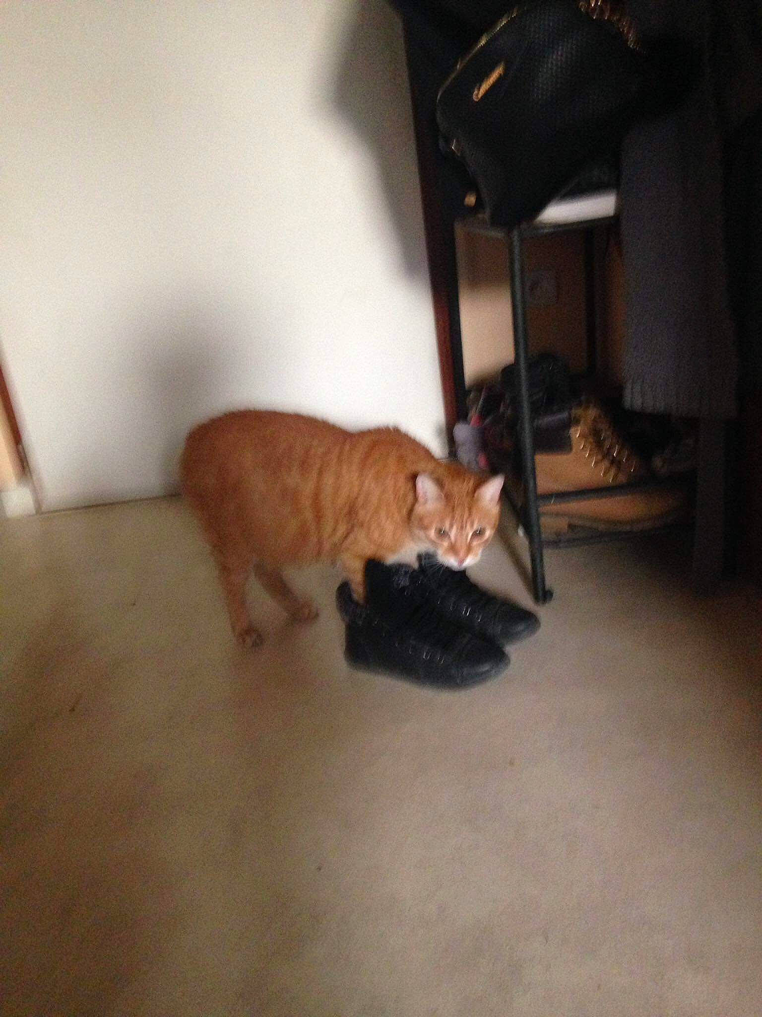 Spike participe au concours pour gagner de l'argent avec cette photo : carnivore, cat, domestic_short_haired_cat, european_shorthair, fawn, felidae, floor, flooring, fur, hardwood, kitten, room, small_to_medium_sized_cats, tabby_cat, tail, whiskers, wood