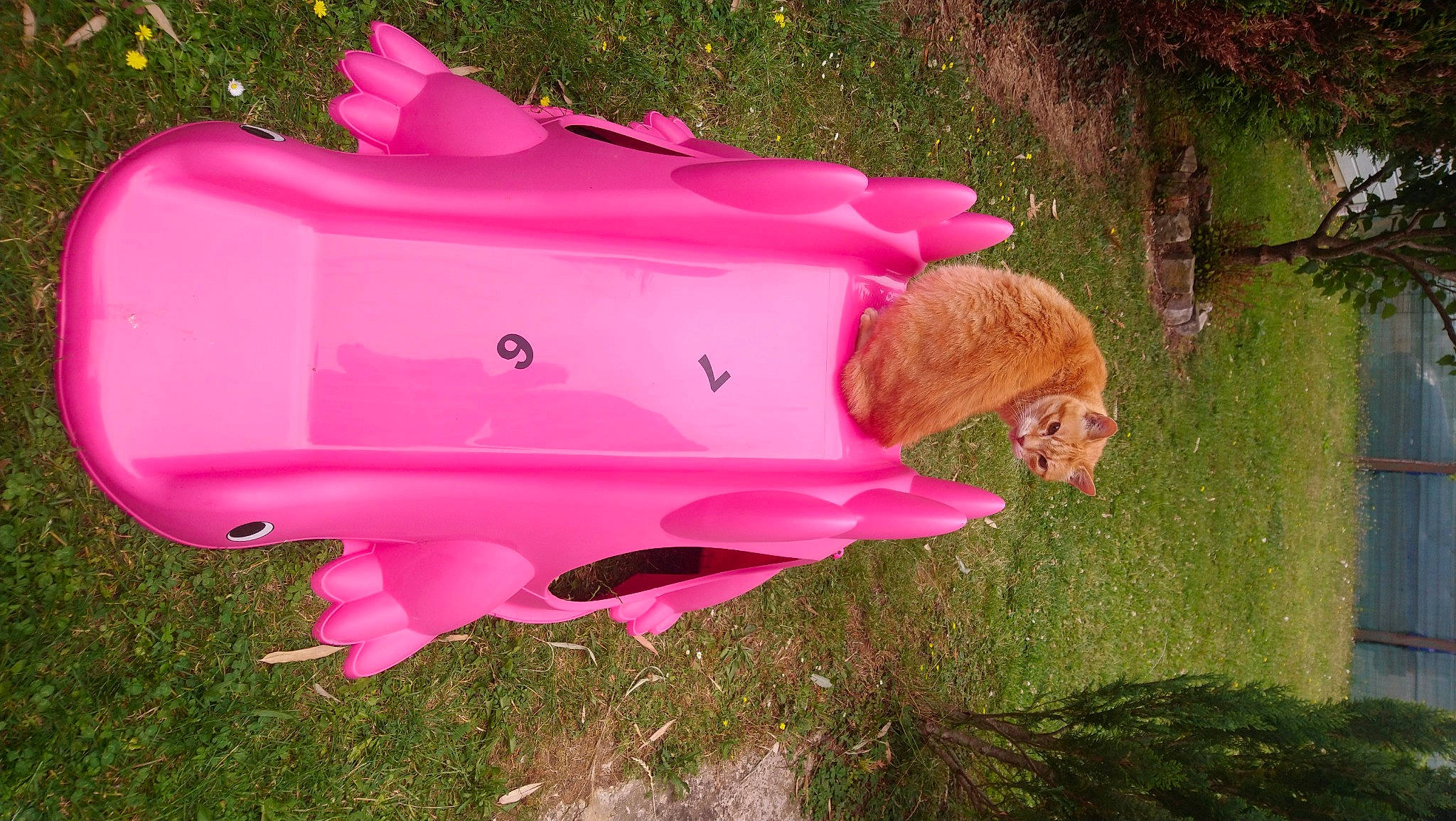 Spike participe au concours pour gagner de l'argent avec cette photo : domestic_pig, fawn, grass, pink, plant