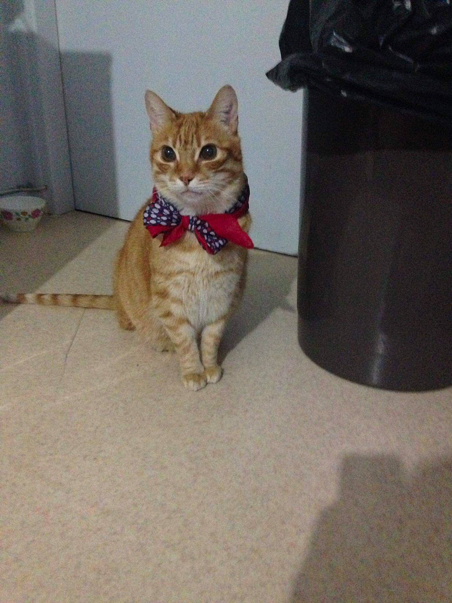 Spike a rejoint le concours — aidez-le/la à gagner de superbes lots ! aegean_cat, asian, carnivore, cat, chausie, domestic_short_haired_cat, european_shorthair, fawn, felidae, floor, flooring, fur, german_rex, kitten, small_to_medium_sized_cats, tabby_cat, tail, whiskers