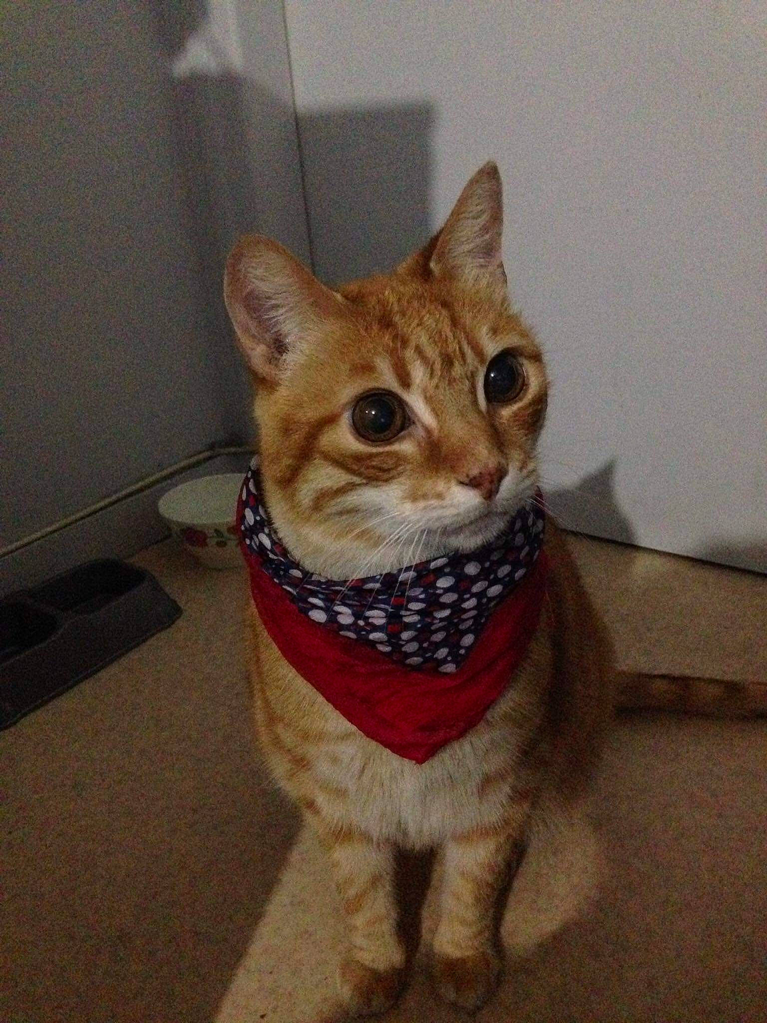 Spike a rejoint le concours — aidez-le/la à gagner de superbes lots ! aegean_cat, american_shorthair, arabian_mau, asian, carnivore, cat, chausie, domestic_short_haired_cat, european_shorthair, fawn, felidae, german_rex, mammal, ocicat, small_to_medium_sized_cats, snout, tabby_cat, tail, vertebrate, whiskers