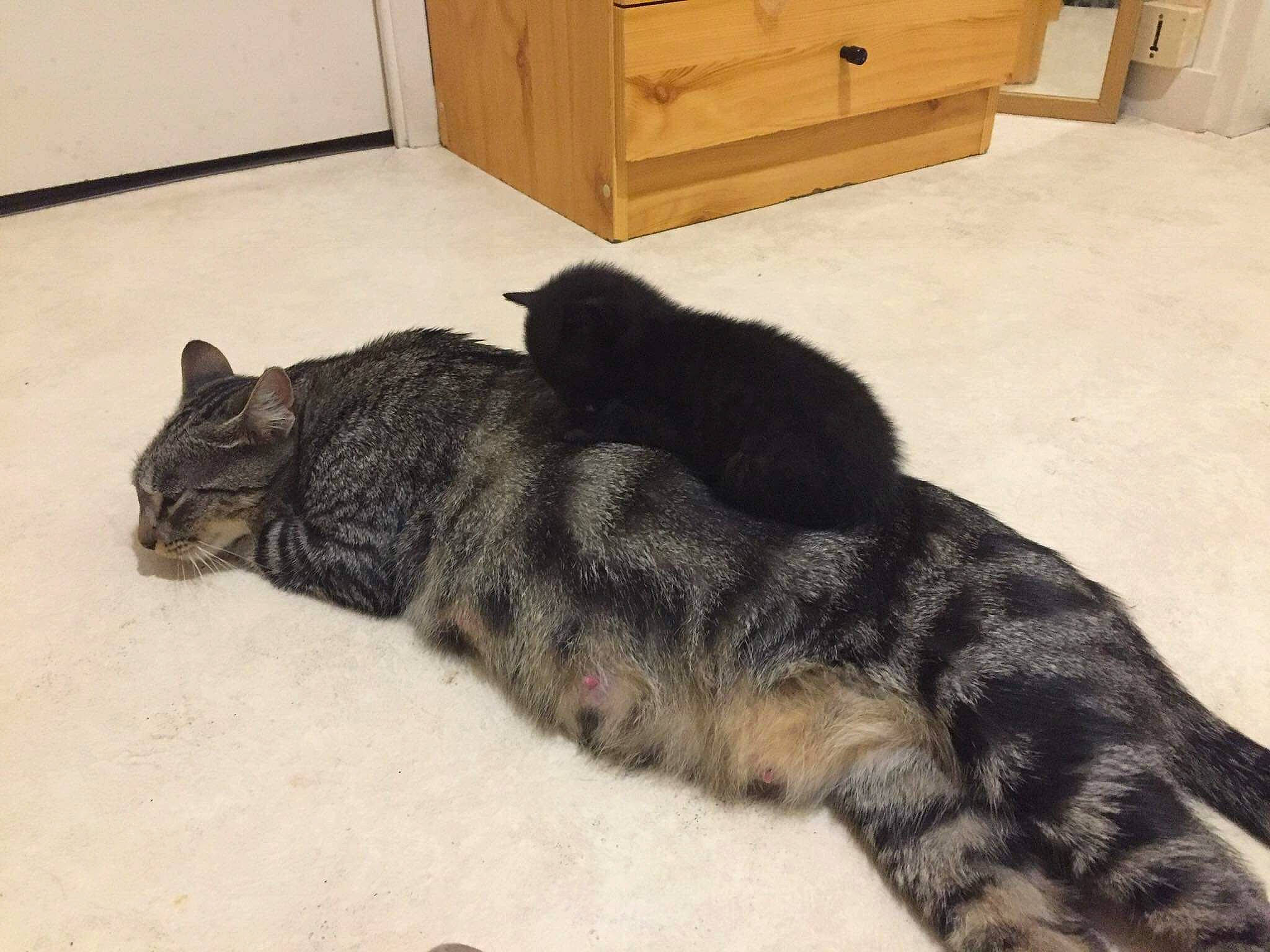 Lee Know participe au concours pour gagner de l'argent avec cette photo : asian, carnivore, cat, domestic_short_haired_cat, dragon_li, egyptian_mau, european_shorthair, felidae, floor, fur, kitten, nap, paw, polydactyl_cat, small_to_medium_sized_cats, tabby_cat, tail, whiskers