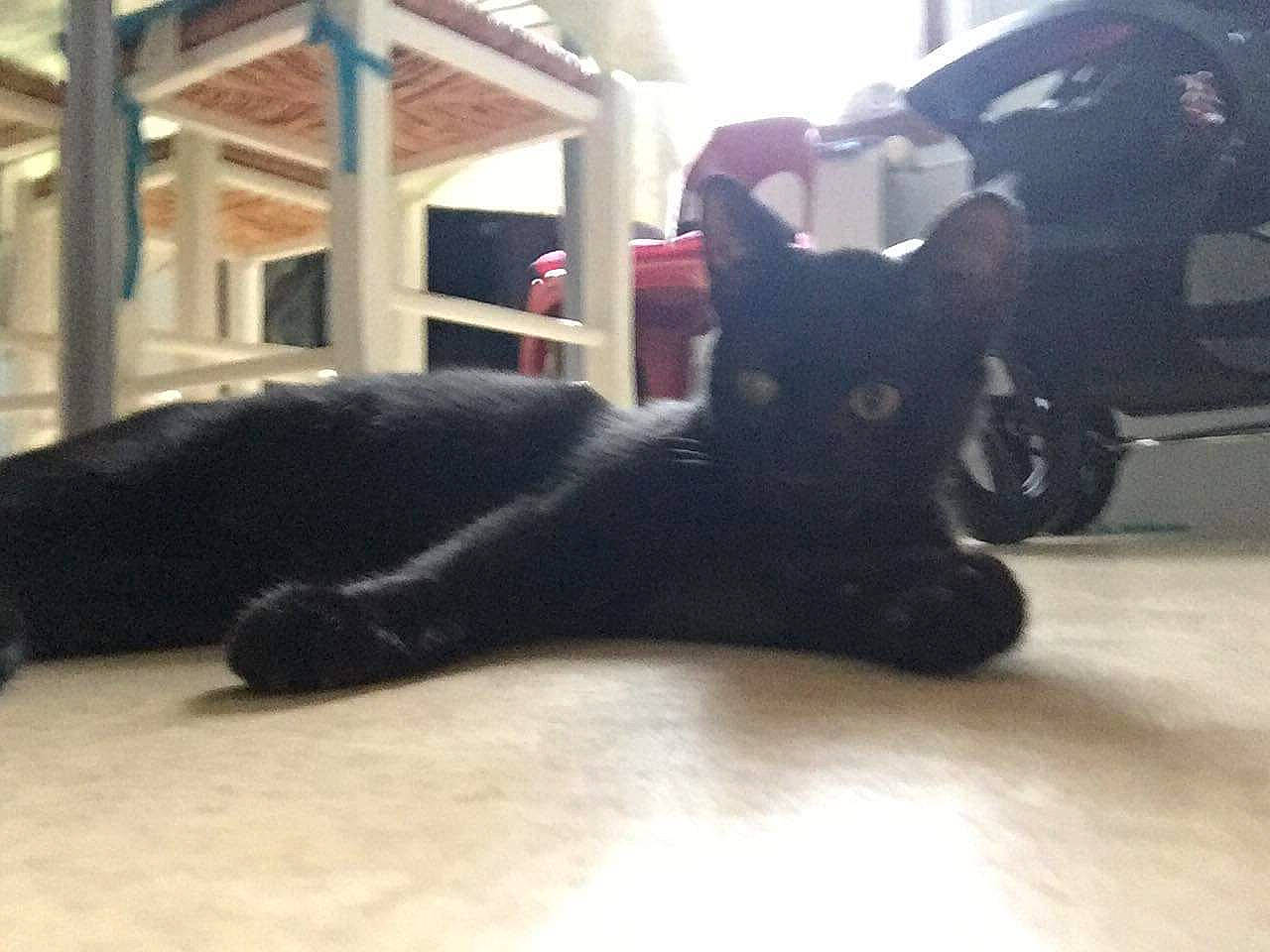 Lee Know participe au concours pour gagner de l'argent avec cette photo : black, black_cat, canidae, car, carnivore, cat, dog, dog_breed, felidae, german_shepherd_dog, guard_dog, puppy, small_to_medium_sized_cats, sporting_group, tail