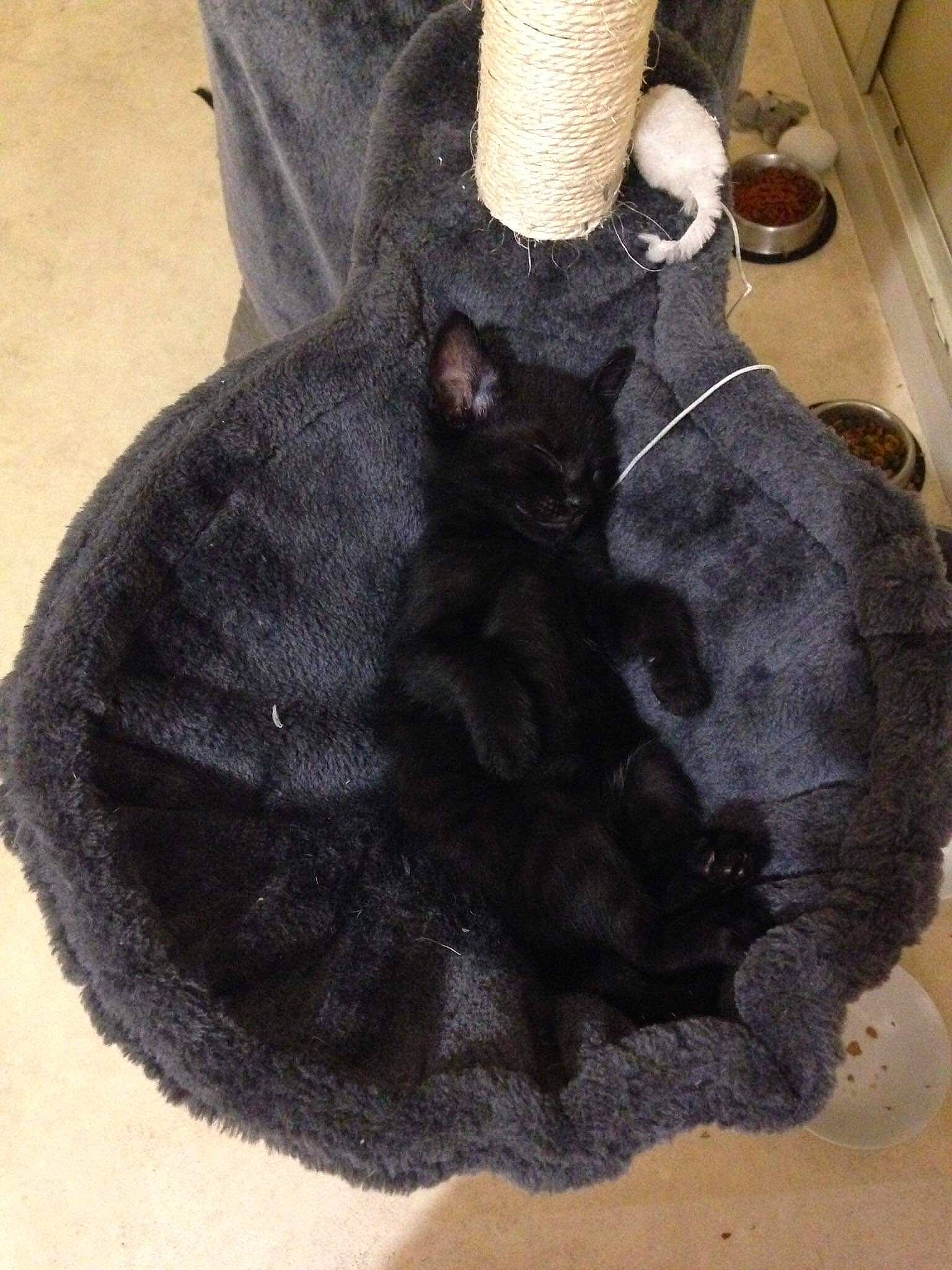 Lee Know participe au concours pour gagner de l'argent avec cette photo : black, black_cat, cat, domestic_rabbit, ear, felidae, fur, russian_blue, small_to_medium_sized_cats, tail, whiskers