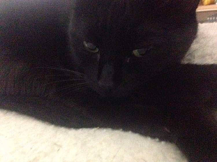 Fouine a rejoint le concours — aidez-le/la à gagner de superbes lots ! black, black_cat, bombay, carnivore, cat, domestic_short_haired_cat, felidae, fur, kitten, korat, polydactyl_cat, sky, small_to_medium_sized_cats, snout, tail, whiskers