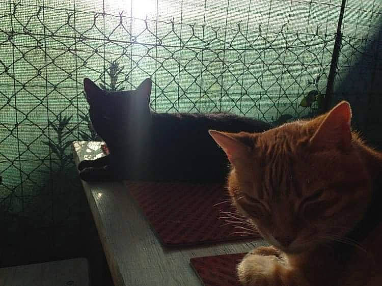 Fouine participe au concours pour gagner de l'argent avec cette photo : aegean_cat, american_shorthair, asian, carnivore, cat, domestic_short_haired_cat, european_shorthair, felidae, fur, kitten, sky, small_to_medium_sized_cats, snout, tabby_cat, whiskers, window