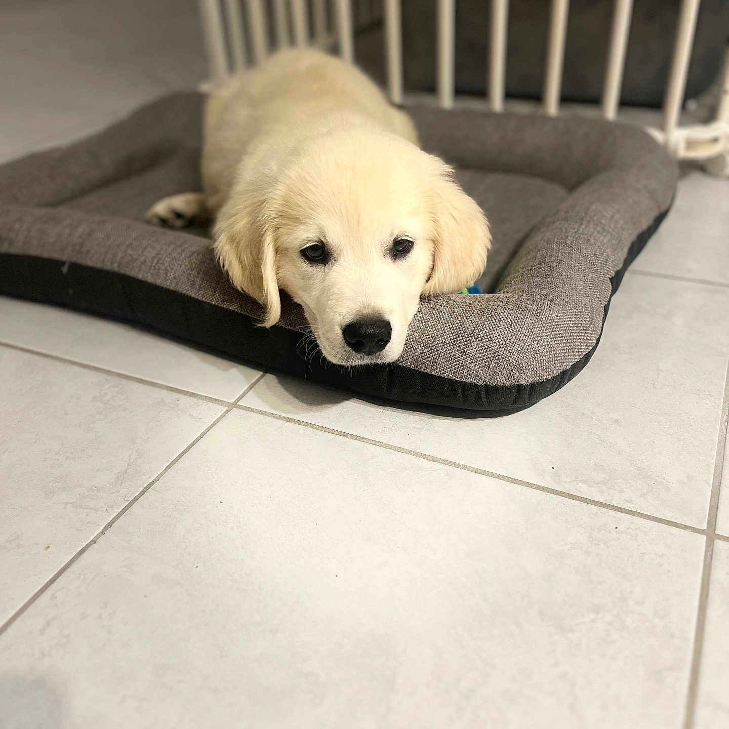 Valdo a rejoint le concours — aidez-le/la à gagner de superbes lots ! animal, canine, dog, dogbed, eskimodog, goldenretriever, labradorretriever, pet, puppy, whitedog