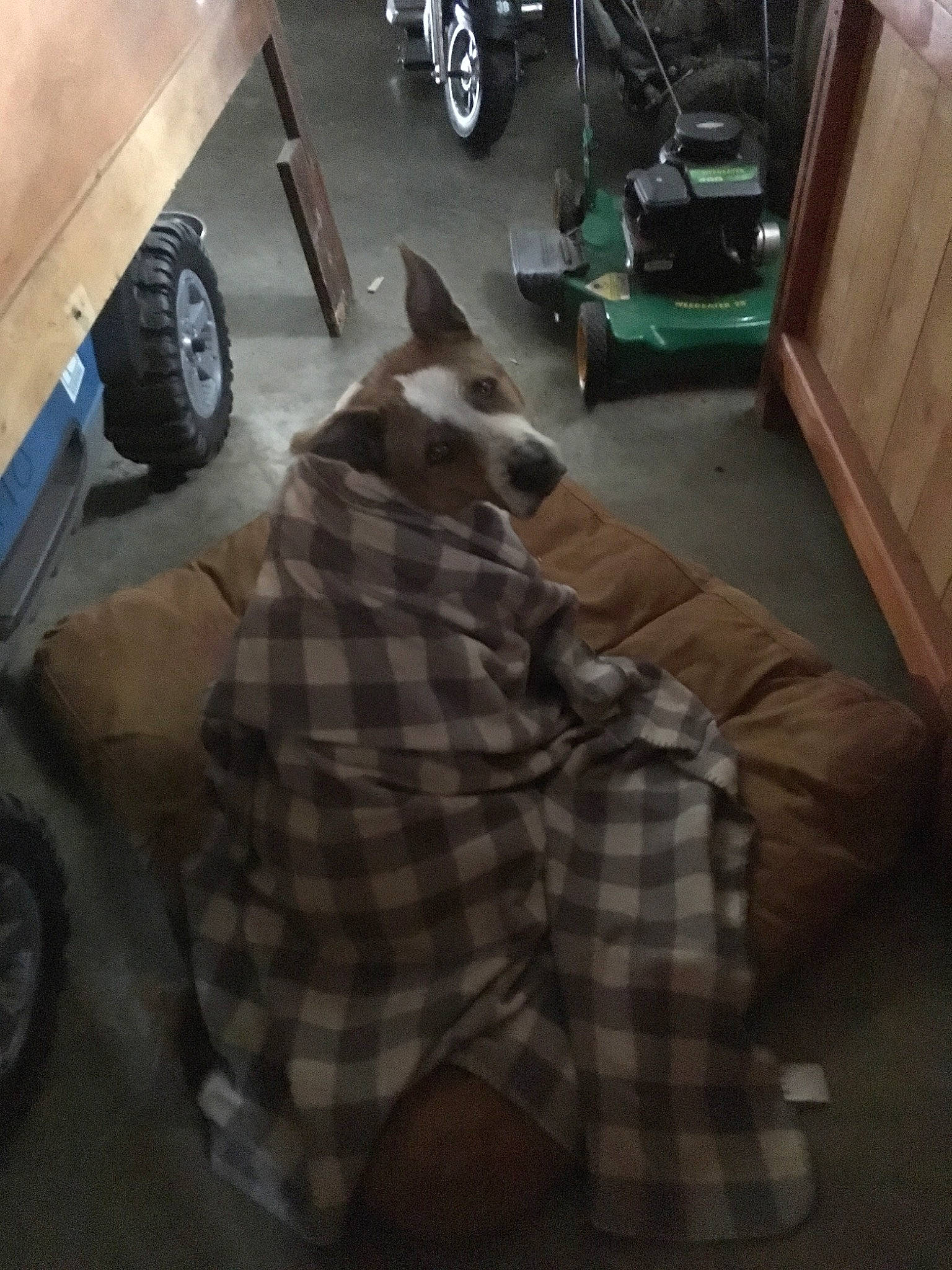 Abby joined the competition — help win amazing prizes! canidae, car, carnivore, cat, chair, design, dog, floor, flooring, non_sporting_group, pattern, square, vehicle