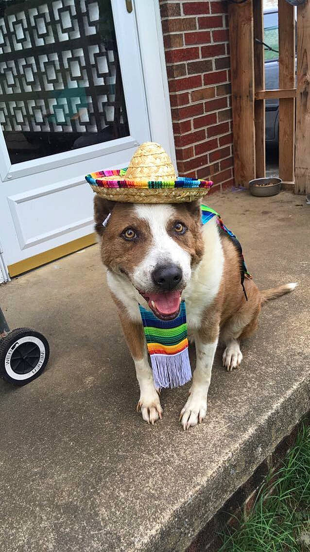 Abby is registered to the contest to win money with this photo: canidae, carnivore, collar, dog, dog_breed, fashion_accessory, fawn, feist, jack_russell_terrier, mammal, rat_terrier