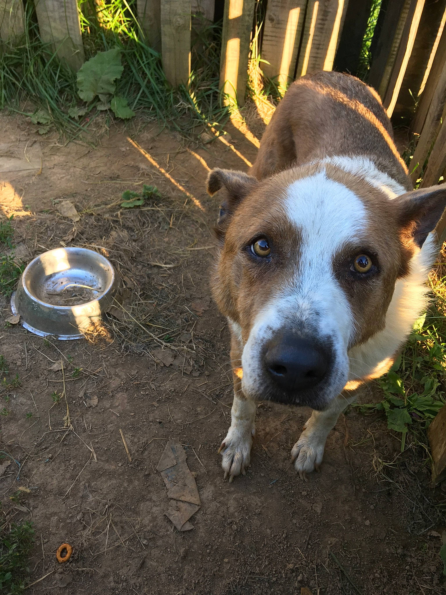 Abby joined the competition — help win amazing prizes! american_staffordshire_terrier, animal_shelter, canidae, carnivore, dog, dog_breed, fawn, mammal, non_sporting_group, snout, sporting_group, street_dog, vertebrate