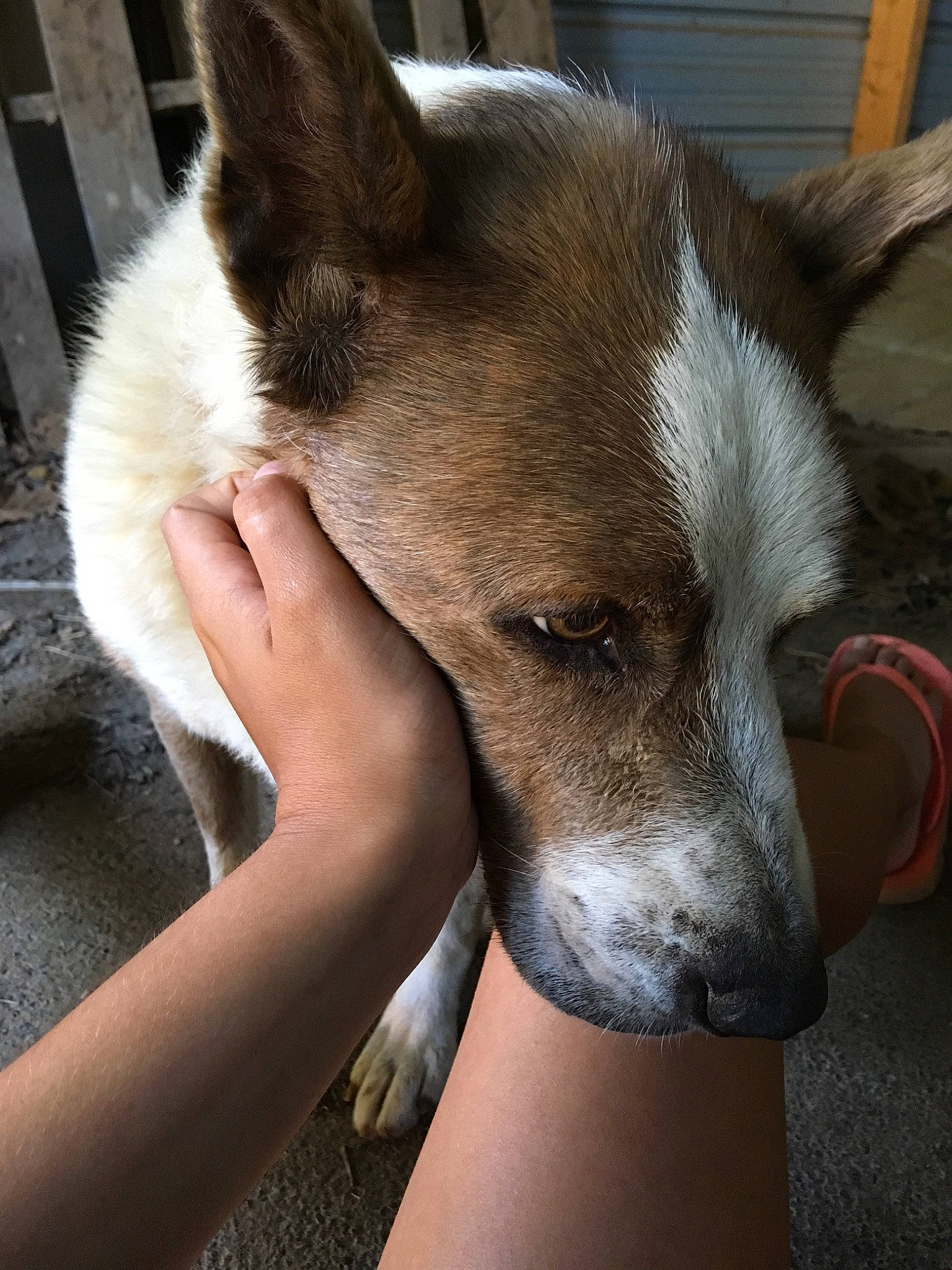 Abby is registered to the contest to win money with this photo: canidae, carnivore, dog, dog_breed, ear, mammal, snout, street_dog, vertebrate, whiskers