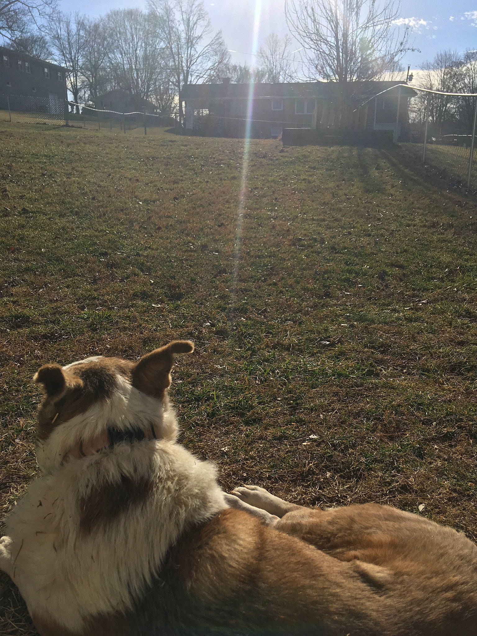 Abby joined the competition — help win amazing prizes! canidae, carnivore, cloud, companion_dog, czechoslovakian_wolfdog, dog, dog_breed, fawn, grass, meteorological_phenomenon, morning, mountain, saarloos_wolfdog, sky, snout, sunlight, tail, tree, wolfdog