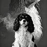 artistic, black_and_white, calm, canine, close_up, curly_fur, dog, double_exposure, dramatic, expression, fluffy, furry, monochrome, noble, pet, portrait, sitting, smoke, studio, studio_lighting