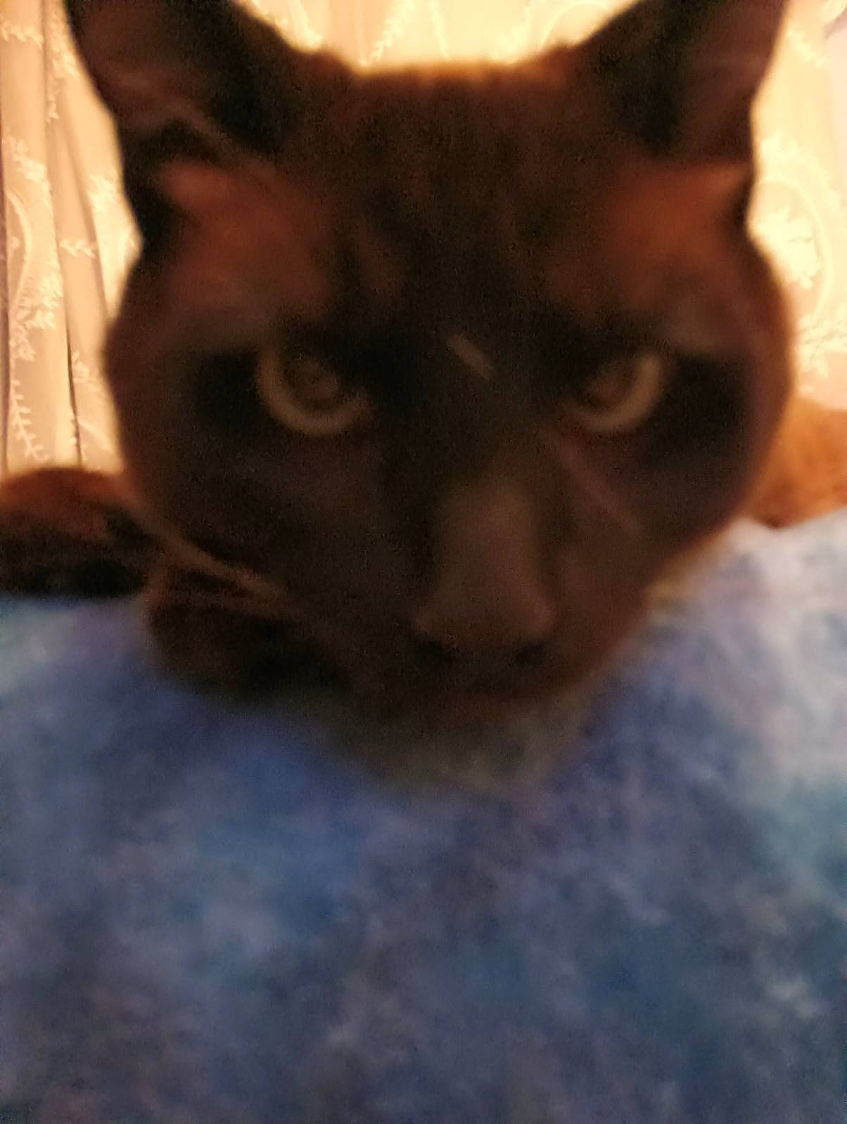 Frankie is registered to the contest to win money with this photo: balinese, black_cat, carnivore, cat, comfort, domestic_short_haired_cat, electric_blue, felidae, flooring, fur, head, iris, paw, sky, small_to_medium_sized_cats, snout, square, tail, thai, whiskers