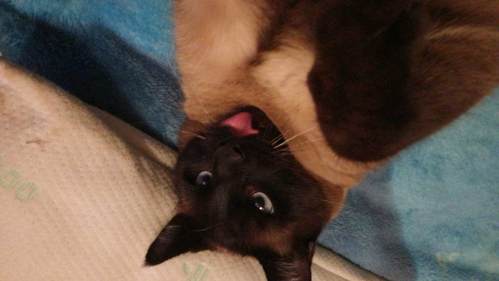 Frankie is registered to the contest to win money with this photo: canidae, carnivore, cat, claw, dog_breed, fawn, felidae, foot, fur, liver, mammal, nail, paw, small_to_medium_sized_cats, snout, sporting_group, tail, terrestrial_animal, whiskers, working_animal