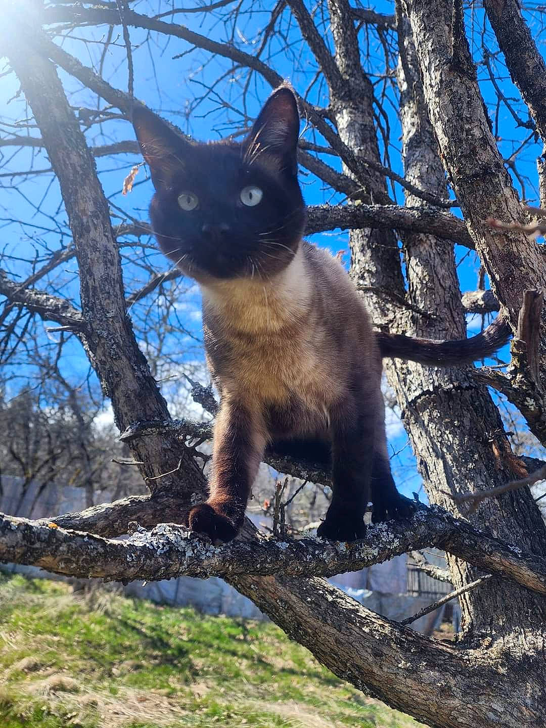 Frankie joined the competition — help win amazing prizes! birman, carnivore, cat, domestic_short_haired_cat, electric_blue, fawn, felidae, fur, plant, siamese, sky, small_to_medium_sized_cats, snout, tail, terrestrial_animal, tree, trunk, twig, whiskers, wildlife