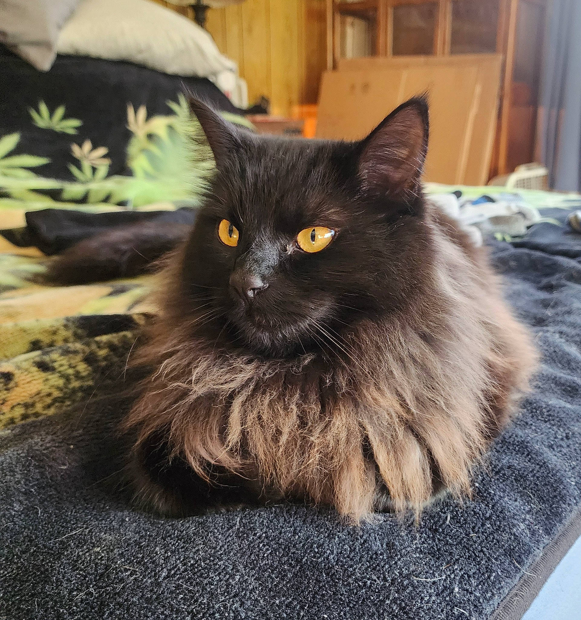 Spirit is registered to the contest to win money with this photo: black_cat, bombay, cabinetry, carnivore, cat, claw, comfort, domestic_short_haired_cat, felidae, fur, grey, hardwood, paw, road_surface, sitting, small_to_medium_sized_cats, snout, tail, whiskers, window