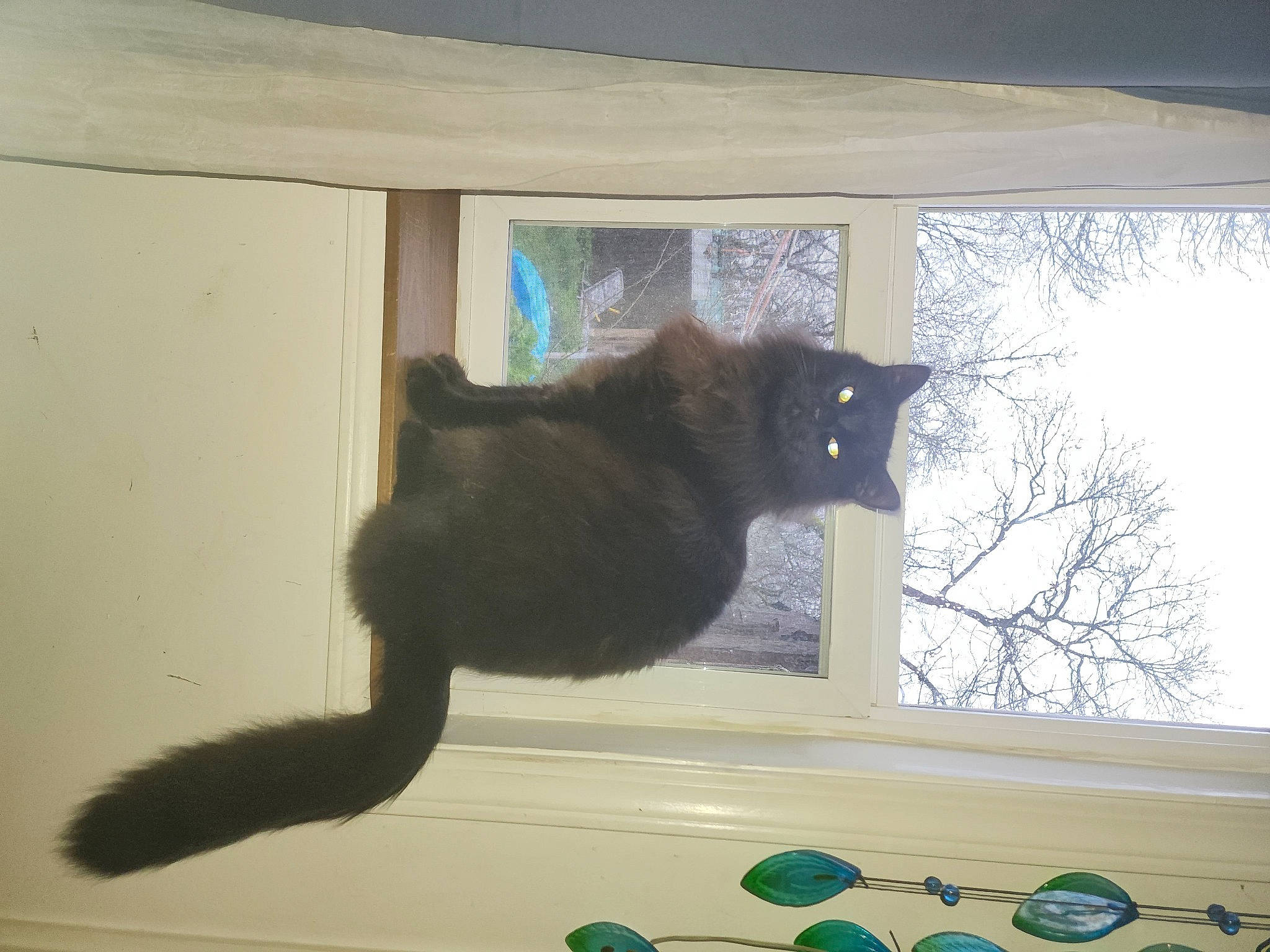 Spirit is registered to the contest to win money with this photo: black_cat, carnivore, cat, cat_supply, domestic_short_haired_cat, felidae, fur, hardwood, plant, room, shade, small_to_medium_sized_cats, tail, terrestrial_animal, tints_and_shades, tree, twig, whiskers, window, wood