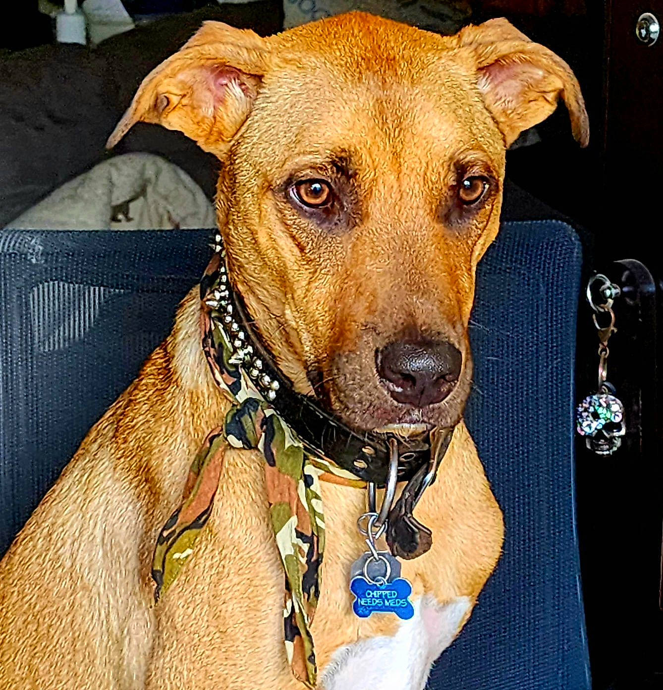 Chaos joined the competition — help win amazing prizes! carnivore, collar, companion_dog, dog, dog_breed, dog_collar, dog_supply, fashion_accessory, fawn, fur, liver, pet_supply, snout, sporting_group, whiskers, working_animal, working_dog