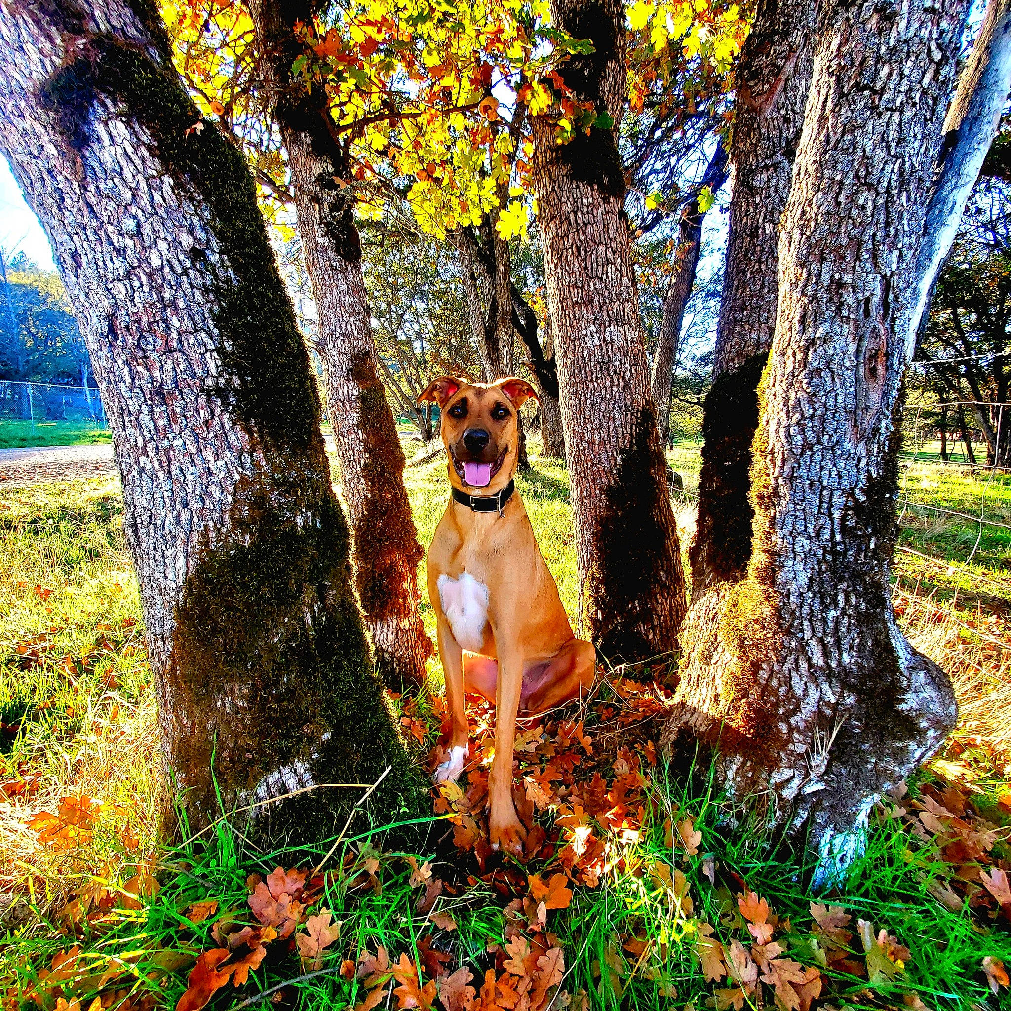 Chaos joined the competition — help win amazing prizes! branch, carnivore, deciduous, deer, fawn, forest, grass, groundcover, landscape, natural_landscape, people_in_nature, plant, tail, terrestrial_plant, tints_and_shades, tree, trunk, twig, wood, woodland