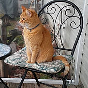 Waif is registered to the contest to win money with this photo: cat, orange_tabby, chair, cushion, outdoor, porch, wooden_floor, metal_chair, pet, animal, feline, sitting, collar, green_eyes, side_view, quiet, calm, domestic_cat, daylight, nature