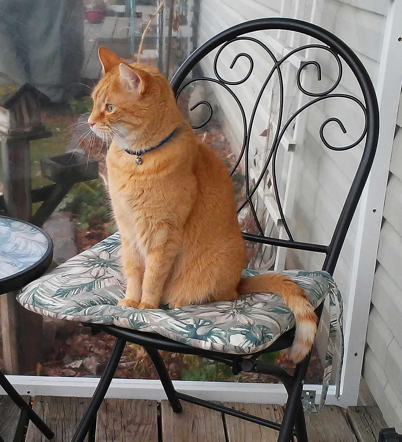 Waif is registered to the contest to win money with this photo: cat, orange_tabby, chair, cushion, outdoor, porch, wooden_floor, metal_chair, pet, animal, feline, sitting, collar, green_eyes, side_view, quiet, calm, domestic_cat, daylight, nature
