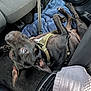 Batman joined the competition — help win amazing prizes! dog, black_dog, car_interior, seat, blanket, floor, playful, pet, canine, harness, leash, upside_down, paw, seatbelt, fabric, vehicle, carpet, fur, ear, indoor