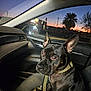 Batman joined the competition — help win amazing prizes! dog, black_dog, car_interior, seat, leash, sunset, window, side_mirror, sky, tree, palm_tree, street_lights, urban, vehicle, collar, pet, animal, ears, looking, night