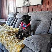Batman is registered to the contest to win money with this photo: dog, black_dog, bandana, red_bandana, couch, gray_couch, yellow_blanket, patterned_blanket, wooden_wall, wall_art, highland_cow_painting, indoor, living_room, pet, sitting, relaxed, furniture, decor, animal, companion