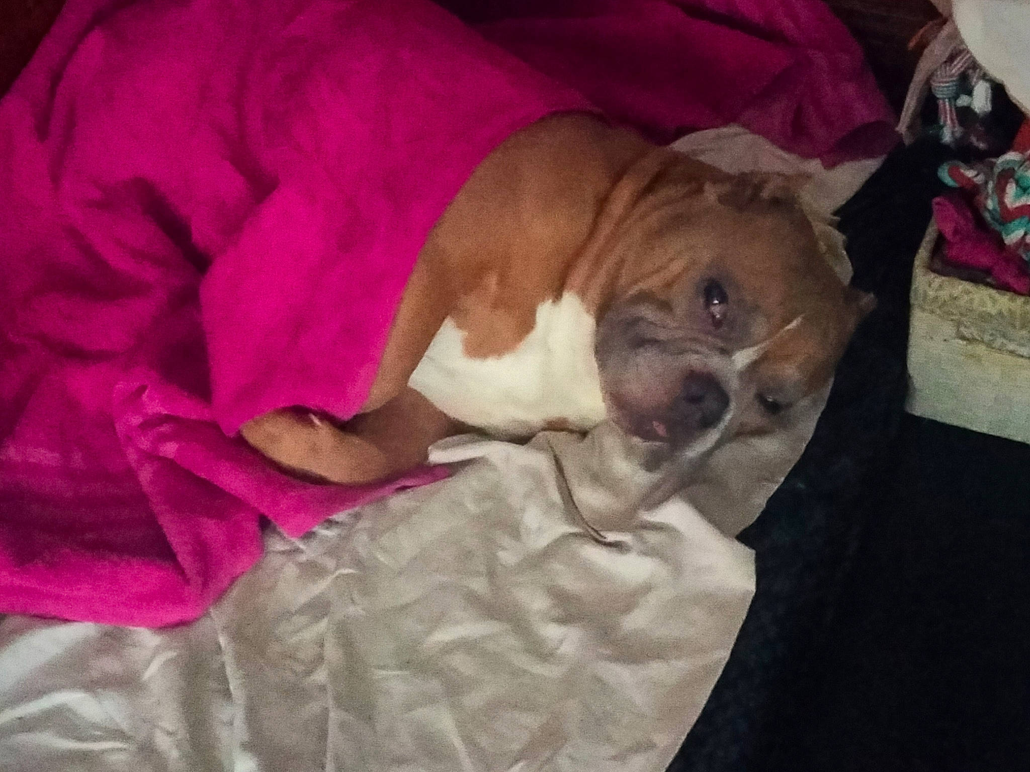 Grimlock joined the competition — help win amazing prizes! bored, bulldog, canidae, carnivore, comfort, companion_dog, dog, dog_breed, dog_supply, ear, fawn, fur, linens, nap, pet_supply, snout, sporting_group, toy_dog, working_animal, wrinkle