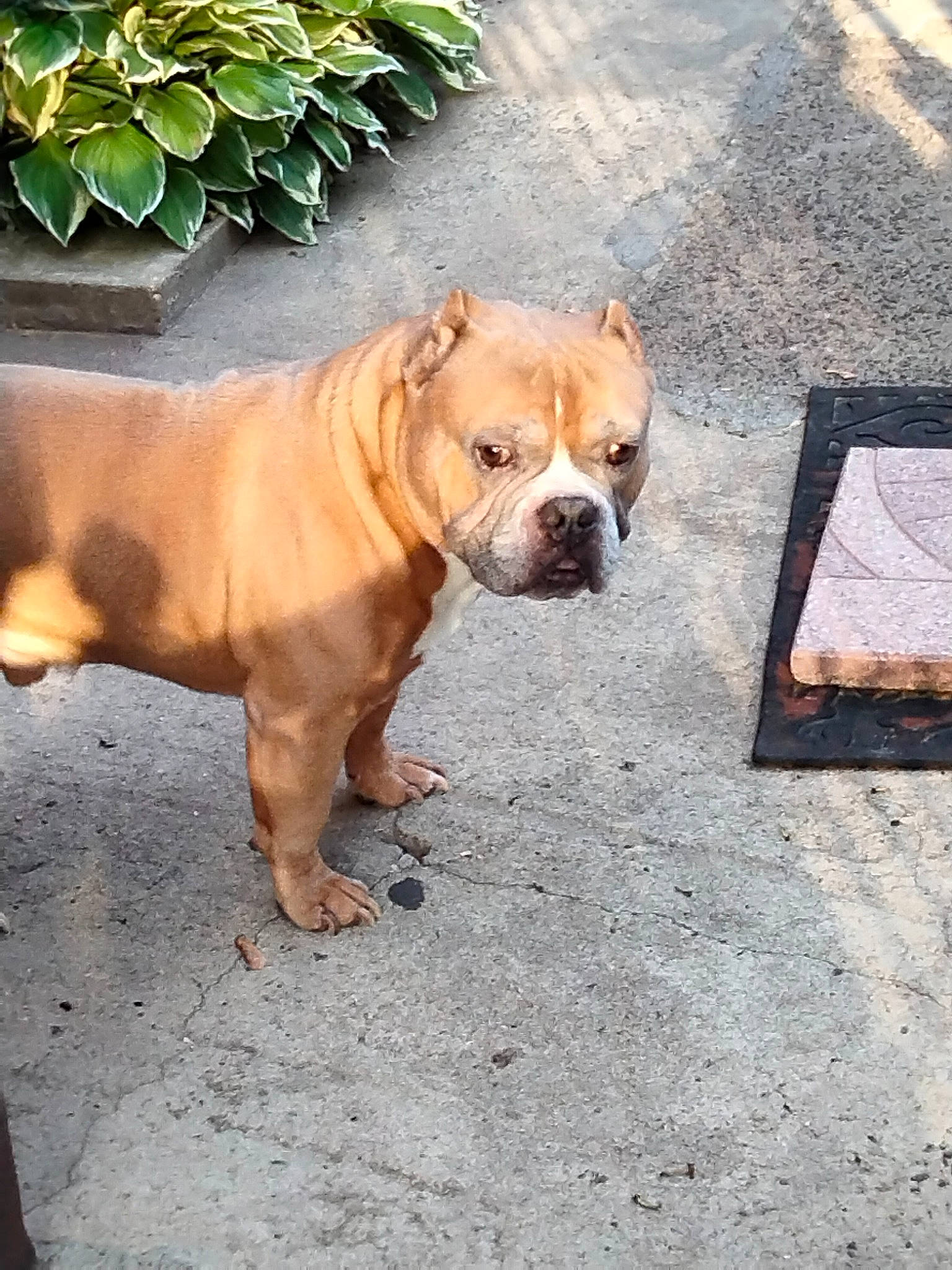 Grimlock joined the competition — help win amazing prizes! bulldog, canidae, carnivore, collar, companion_dog, dog, dog_breed, dog_collar, fawn, flowerpot, grass, houseplant, plant, snout, sporting_group, terrestrial_animal, toy_dog, tree, working_animal, wrinkle