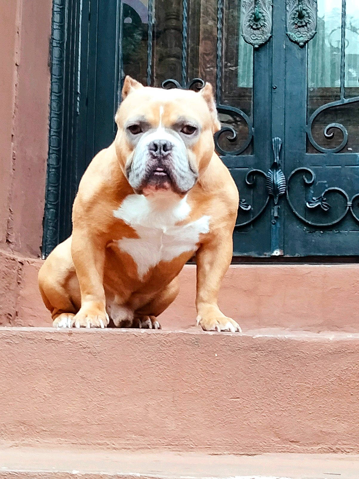 Grimlock joined the competition — help win amazing prizes! animal, boxer, bulldog, canine, dog, door, frenchbulldog, pet, pitbull, puppy, whitedog