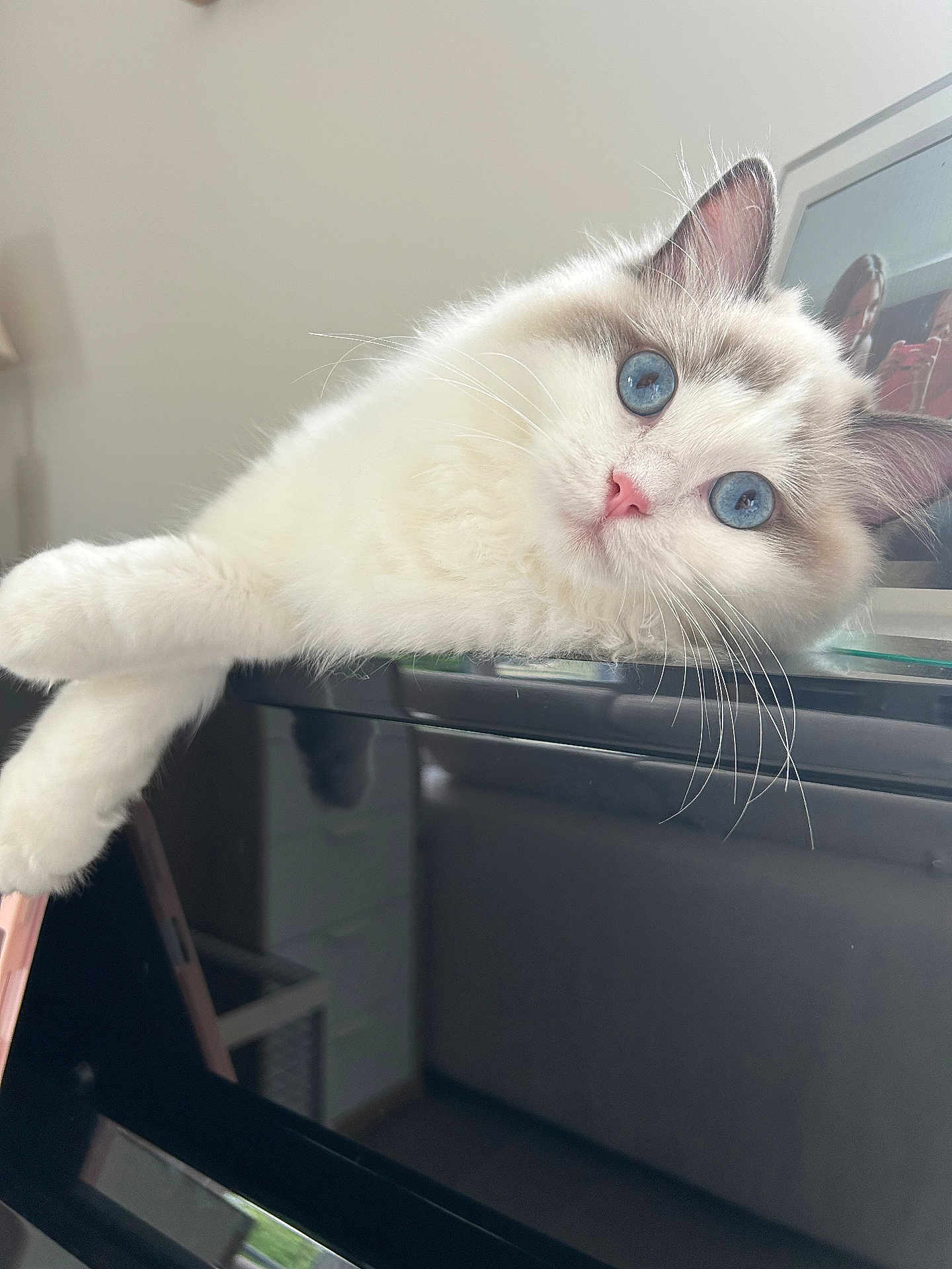Vittoria participe au concours pour gagner de l'argent avec cette photo : cat, blue_eyes, fluffy, white_fur, indoor, lounging, curious, relaxed, close_up, pet, whiskers, feline, portrait, domestic_cat, soft_light, furniture, photograph, reflection, table, cozy