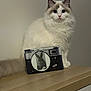 Vittoria a rejoint le concours — aidez-le/la à gagner de superbes lots ! cat, fluffy, white_cat, blue_eyes, vintage_camera, rabbit_picture, wooden_surface, indoor, pet, animal, cute, portrait, still_life, feline, domestic_cat, table, photography, gray_markings, curious, closeup