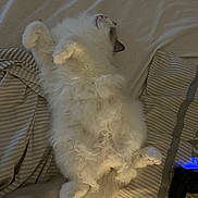 Vittoria participe au concours pour gagner de l'argent avec cette photo : cat, fluffy, lying_down, bed, striped_bedsheets, relaxed, cozy, pet, indoor, white_fur, paws, tail, resting, sleepy, cute, animal, feline, domestic, controller, gaming