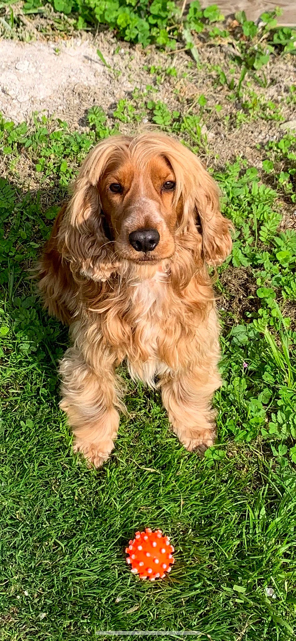 Peps participe au concours pour gagner de l'argent avec cette photo : canidae, carnivore, companion_dog, coquelicot, dog, dog_breed, fawn, fur, grass, gun_dog, hunting_dog, liver, plant, retriever, snout, spaniel, sporting_group, terrestrial_animal, water_dog, working_animal