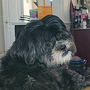 Precious is registered to the contest to win money with this photo: animal, background, black, companion, cozy, curious, cute, dog, domestic, face, fluffy, fur, gray, household, indoor, looking_back, mischievous, pet, portrait, room