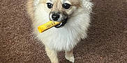 Pippin is registered to the contest to win money with this photo: dog, pomeranian, small_dog, pet, indoor, carpet, lip_balm, chapstick, fluffy, fur, tail, large_eyes, muzzle, standing, looking_up, cute, close_up, brown, playful, toy_like
