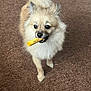 dog, pomeranian, small_dog, pet, indoor, carpet, lip_balm, chapstick, fluffy, fur, tail, large_eyes, muzzle, standing, looking_up, cute, close_up, brown, playful, toy_like
