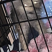Pippin is registered to the contest to win money with this photo: dog, pet, crate, cage, blanket, bed, toy_yellow, metal_bars, fur, glowing_eyes, indoor, blurry, motion_blur, close_up, looking_at_camera, cozy, pink_blanket, vertical_photo, soft_toy, screenshot_ui