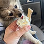 Pippin is registered to the contest to win money with this photo: dog, pomeranian, puppy, licking, whipped_cream, treat, car_interior, hand, cup, tongue, close_up, pet, furry, passenger, seat, owner_hand, car_door, window, snack, puppuccino