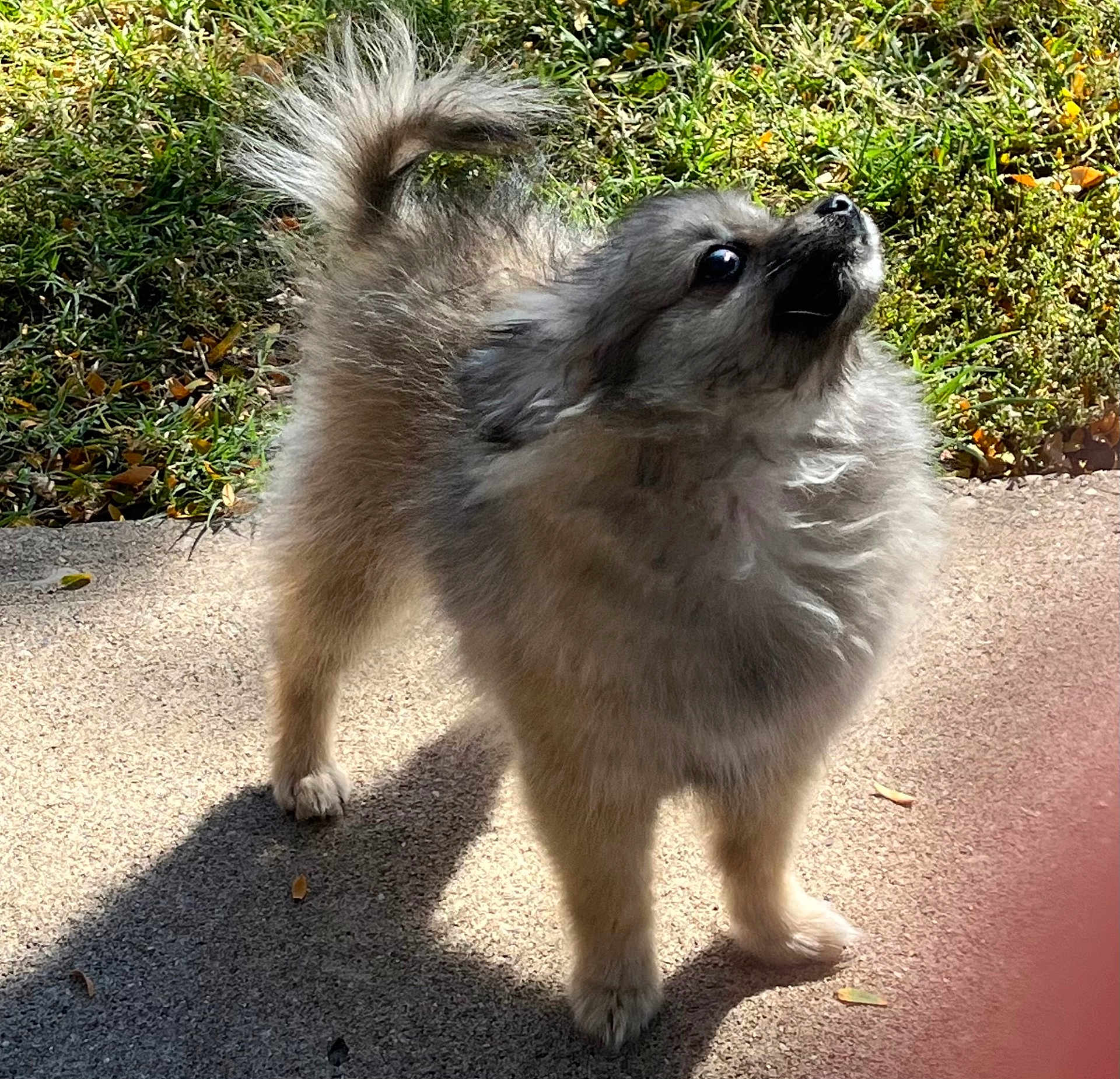 Pippin joined the competition — help win amazing prizes! dog, small_dog, fluffy, fur, tail, paws, outdoor, grass, sidewalk, sunlight, shadow, looking_up, alert, portrait, pet, companion, nose, eyes, standing, daytime