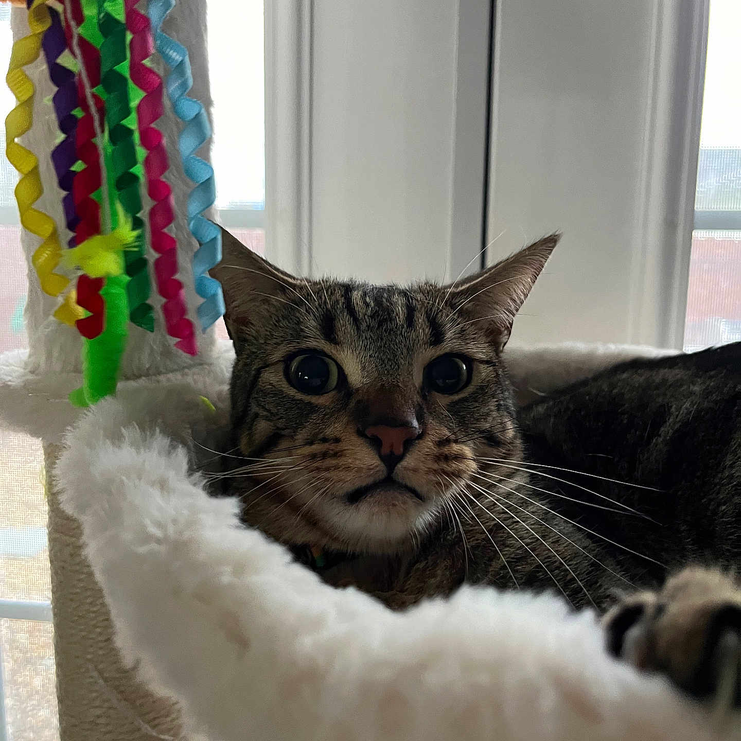 Franklin Bean is registered to the contest to win money with this photo: animal, cat, closeup, colorful, cozy, curious, domestic, feline, fur, hammock, home, indoor, pet, playful, relaxing, ribbons, soft, tabby, whiskers, window