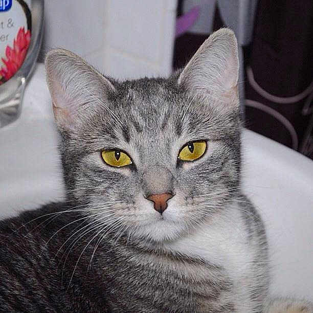 Smokey