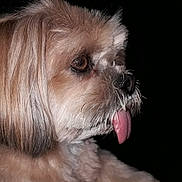Jinga a rejoint le concours — aidez-le/la à gagner de superbes lots ! dog, shih_tzu, small_dog, fluffy, long_hair, brown_fur, white_fur, pet, animal, portrait, close_up, side_profile, tongue_out, black_background, groomed, muzzle, nose, eye, head, cute