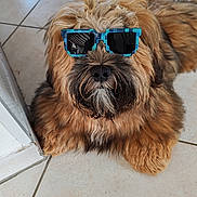 Voyou participe au concours pour gagner de l'argent avec cette photo : accessory, animal, brown_fur, canine, closeup, cool, cute, dog, domestic_animal, floor, fluffy, funny, hairy, indoor, laying_down, pet, portrait, relaxed, sunglasses, tile